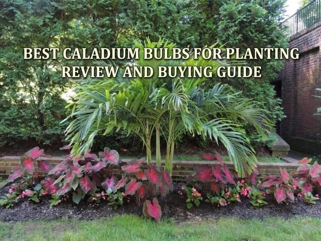 Best Caladium Bulbs for Planting