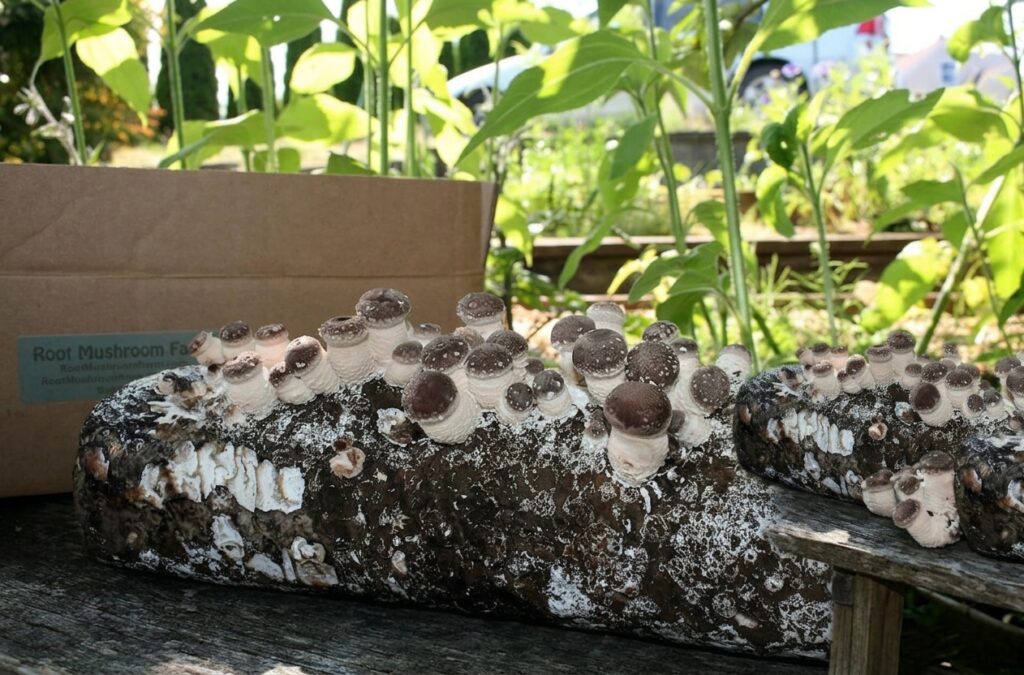 Organic Mini Mushroom Grow Kit